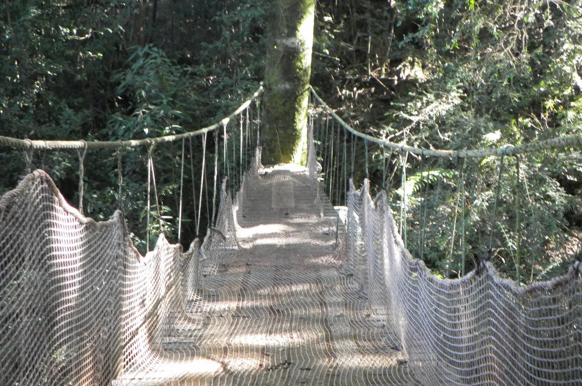Puente peatonal en el bosque del recinto